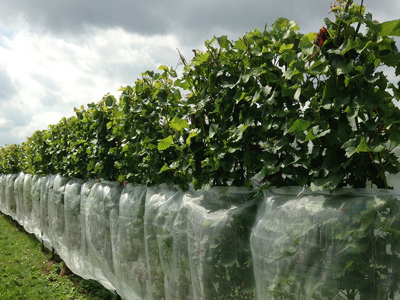 Organic Pest Control Method-fruitvlieg-net-voor-druiven-Howitec-Netting1
