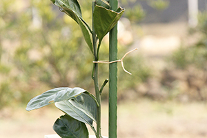 Grape Vine Tying Rope