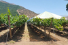 Open Gable+ Grape Raincover