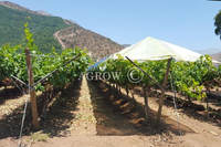 Open Gable+ Grape Raincover