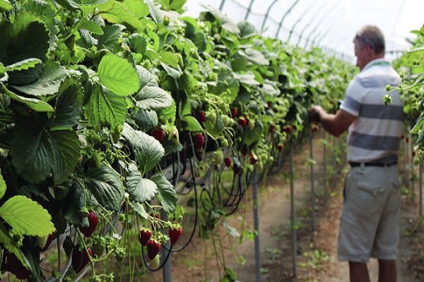 strawberry farming guide