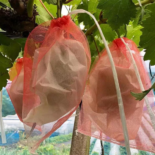 bagging grapes birds