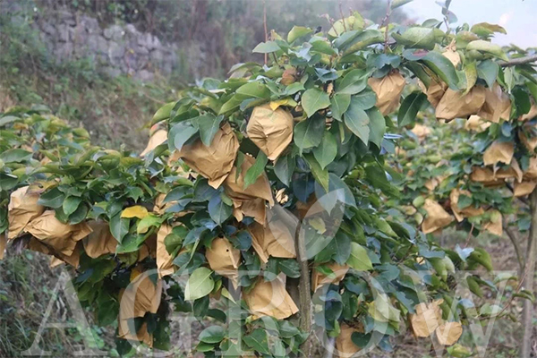 Wood pulp paper pear bags