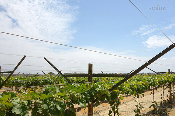 vineyard grape trellis