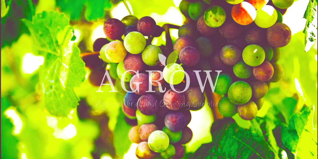 AGROW4 Health Benefits of Eating Grapes