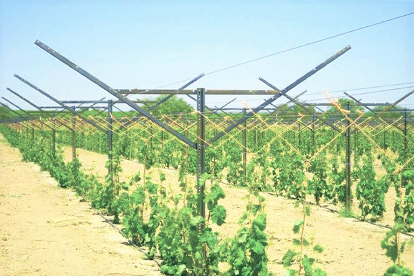 3. How to Get More Grapes with Excellent Yield and Quality2.0