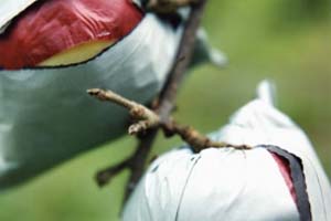 apple in bags.jpg