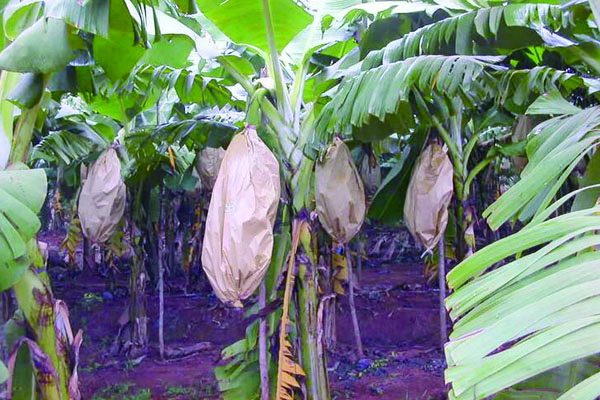 Banana Growing Bags (2).jpg