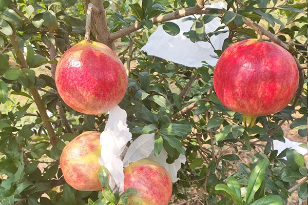 fruit bagging technology