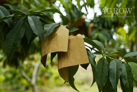 Research on the current situation of fruit bagging technology.jpg