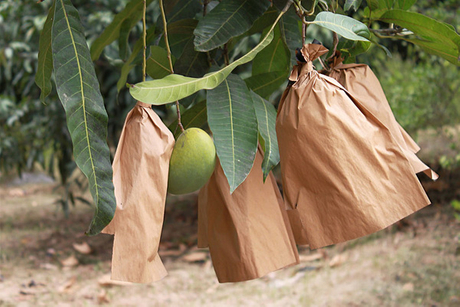 Mango Growing Bags