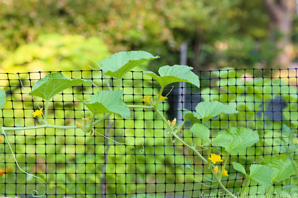 Natural Squirrel Repellent Ideas