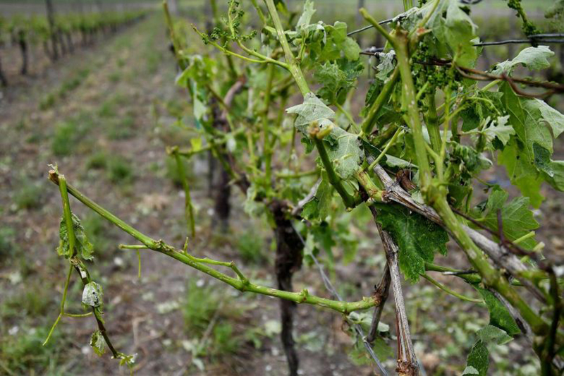 Damage of Hail to vineyards