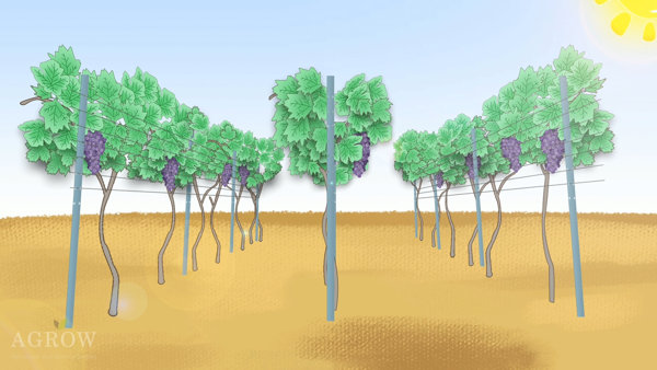 VSP trellis systems - sufficient sunlight
