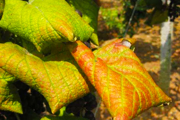 Why Does the Same Bunch of Grapes Have Uneven Coloring3