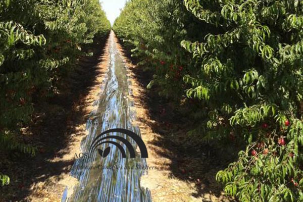 Reflective Films for Orchard Floor