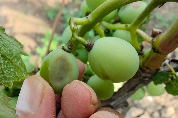 Prevent grape sunscald