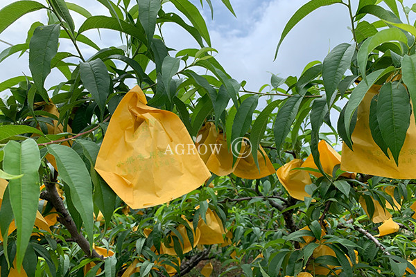Fruit bagging cultivation