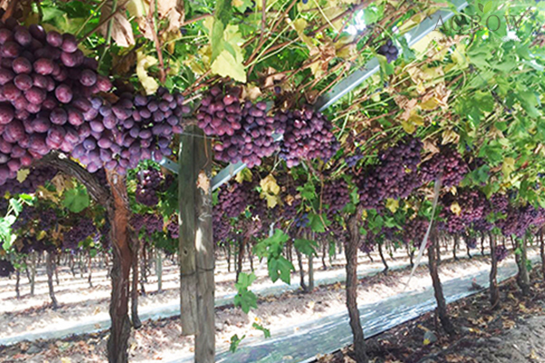 prevent grape sunburn