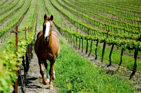 Expanded Vertical Trellis System