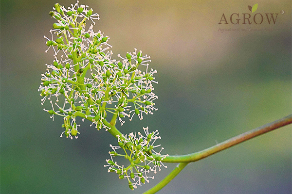 increase grape yield