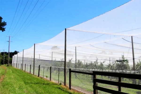 orchard insect netting