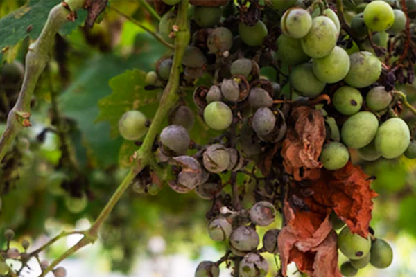 grape sunburn symptoms