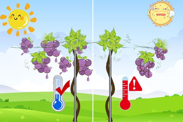 causes of grape sunburn