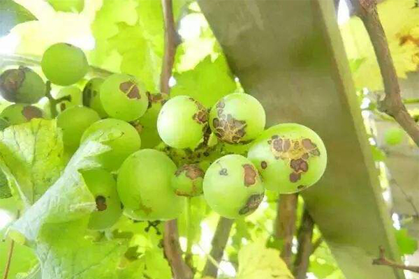 anthracnose of grape