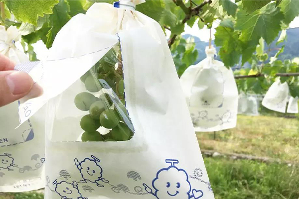 Protective bags for grapes
