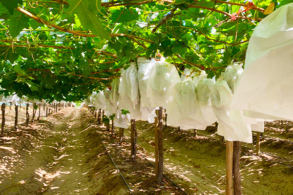 2. How to Get More Grapes with Excellent Yield and Quality