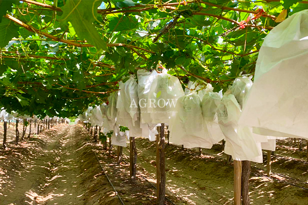 Agrow-Do you choose the right Grape Growing Bag 1