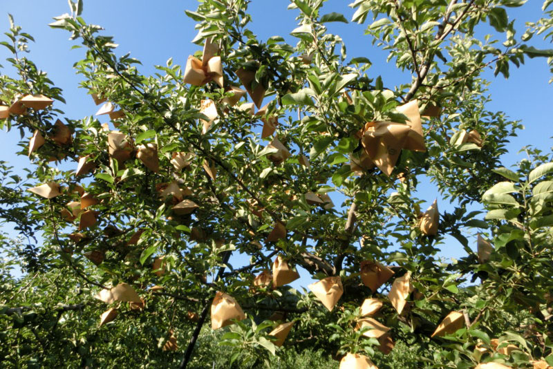 Guide To Growing Apples Bagging Apples