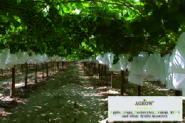 Grape bag AGROW