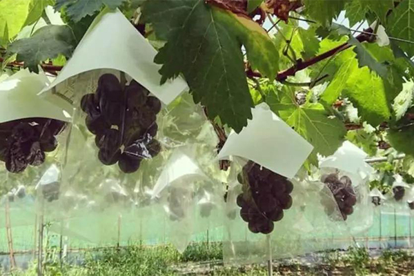 Grape Protection Bags