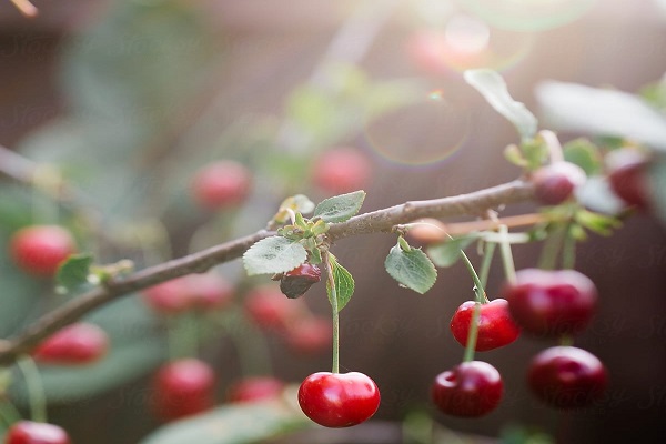 Cherry planting conditions