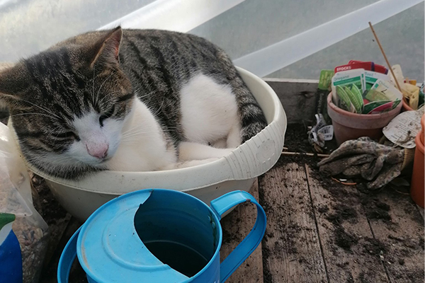 polytunnel cat