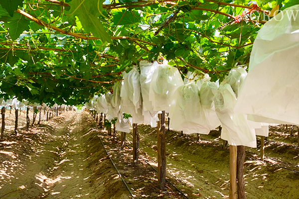 What do you need to know about fruit bagging3