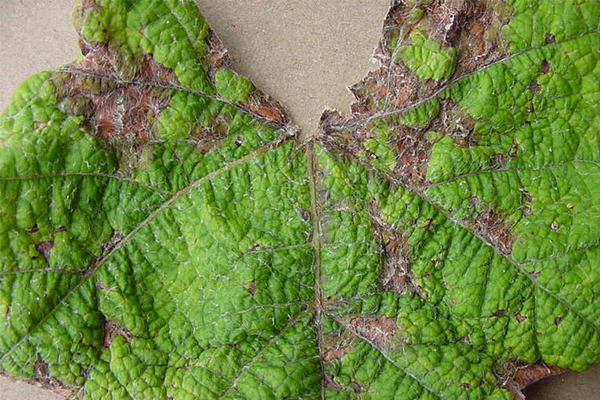 anthracnose on grapes