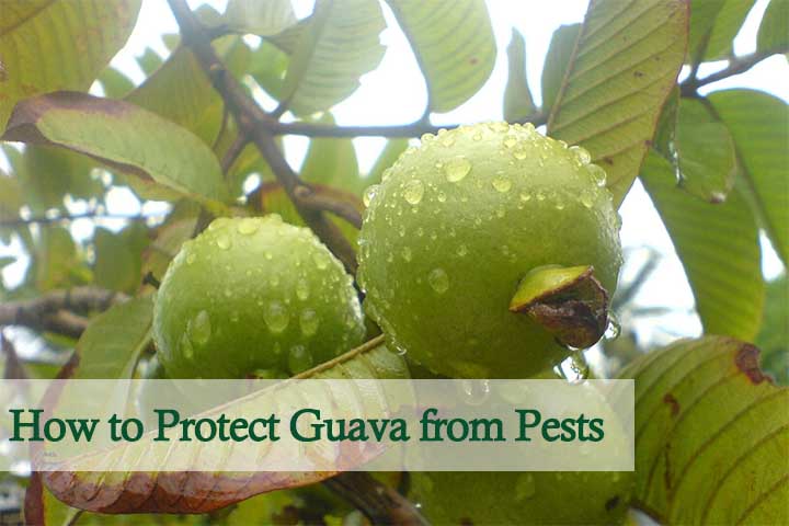 How to protect Guava from pests