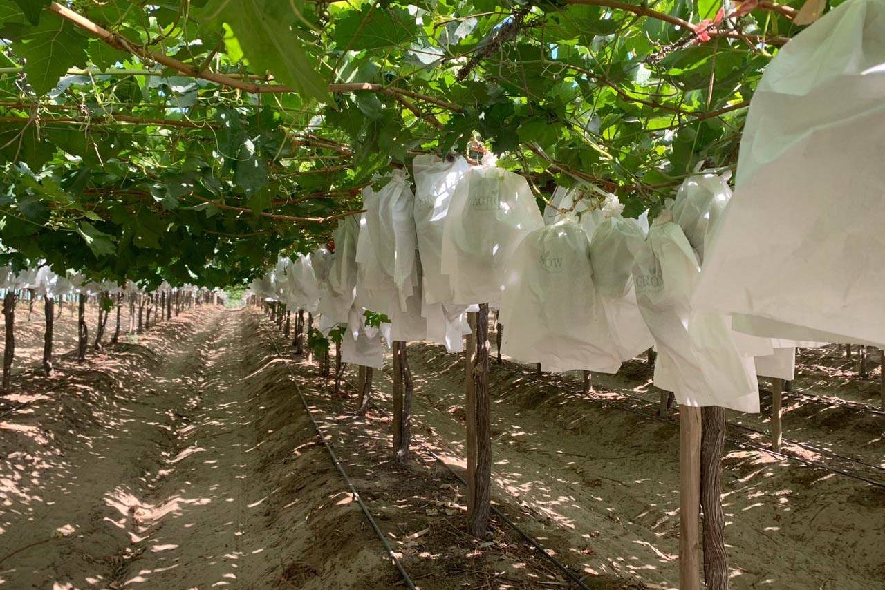 Grape growing bags