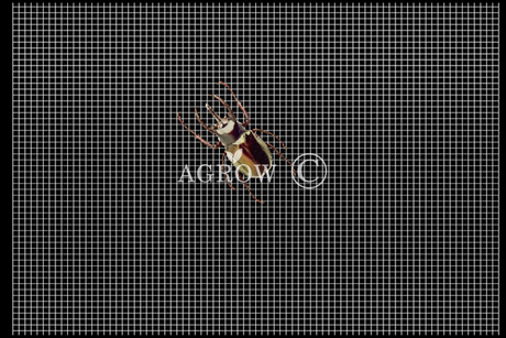 Anti Insect Mesh