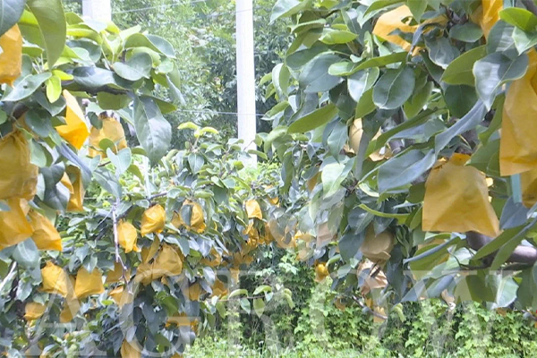 bagging pear on the tree