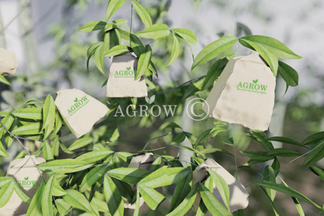Peach Growing Bags