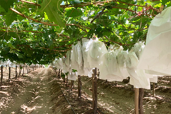 grapevine pest control