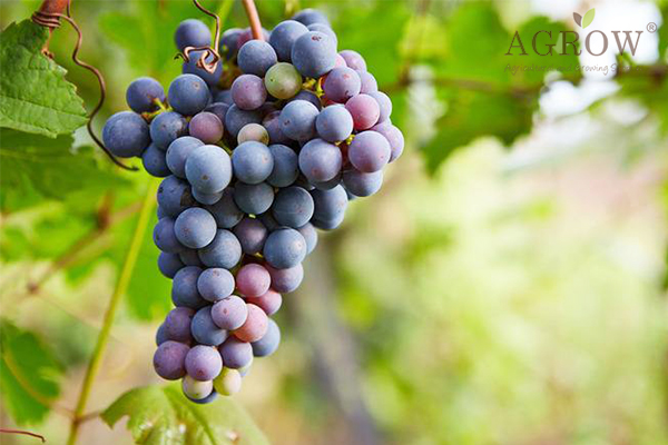 Three Methods to Prevent Grape from Flower and Fruit Dropping