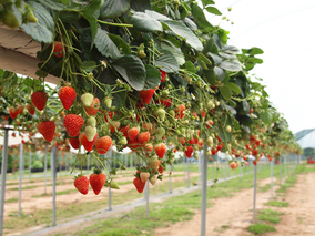 AGTEK Table-top Strawberry Growing System