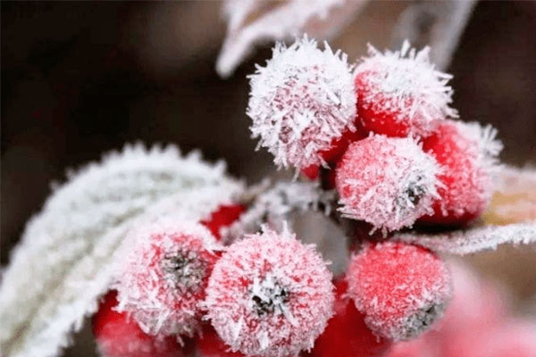 insect netting benefits