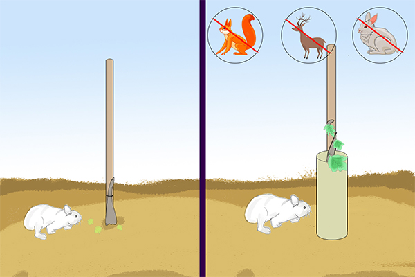 Agrow China-Tree Guard