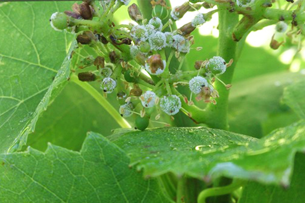 what causes mildew on grapes